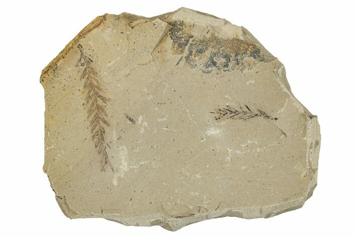 Dawn Redwood (Metasequoia) Fossils - Montana #277532